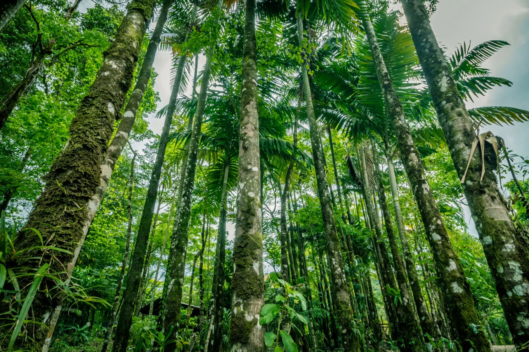 Trees and palms reaching toward the light